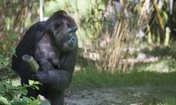 Disney’s Animal Kingdom Welcomes Two Baby Gorillas