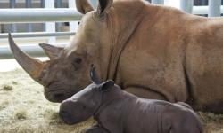 Animal Kingdom Welcomes New Baby Rhino