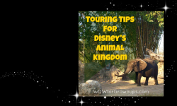 Touring Tips for Disney's Animal Kingdom 