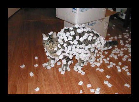 static_cat.jpg