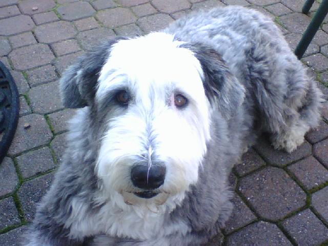 willow.jpg willow.jpg
