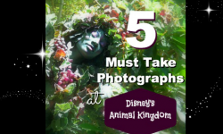 5 Popular Photos to Get at Disney's Animal Kingdom
