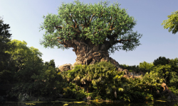 Discover The Tree of Life At Disney's Animal Kingdom