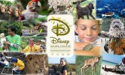 Disney's Animal Kingdom and the Disney Conservation Fund