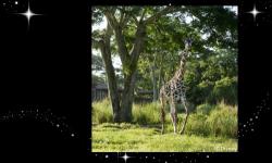 Disney Research Using Video to Detect Behavior of Giraffes at Night