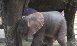 Animal Kingdom Family Welcomes Baby Elephant
