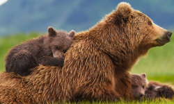 Disneynature Celebrates Earth Day With Bears