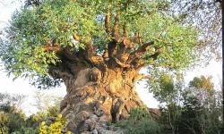 5 Points Of Can’t Miss Fun at Disney’s Animal Kingdom