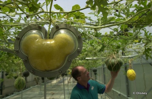 Mickey Mouse Shaped Watermelon