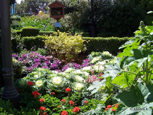 Cabbages and Kale in the Garden