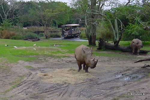 Rhinos on the Kilimanjaro Safari