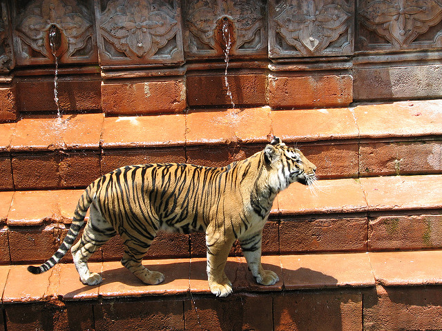 Sumatran Tigers Love To Play In Water