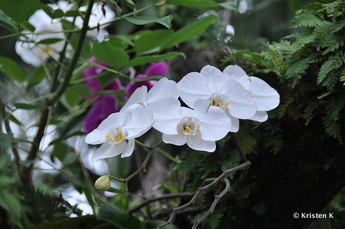My Favorite Orchids Growing in Adventureland