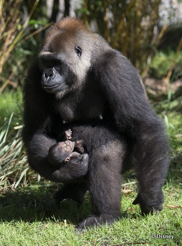 Azizi And Baby Are Western Lowland Gorillas