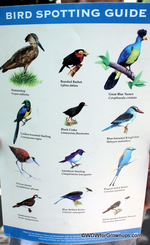 Bird Spotting Guide on Pangani Trail