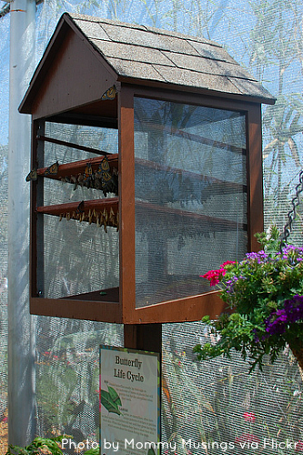 Butterfly Life Cycle Display