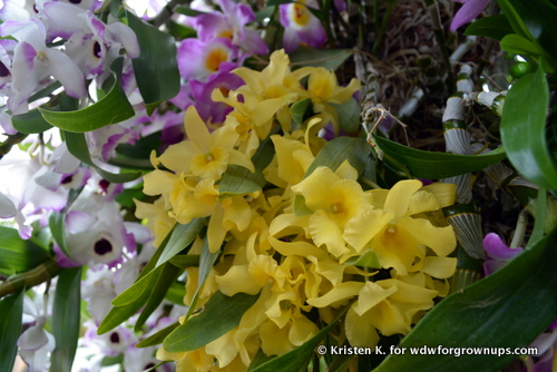 Colorful Dendrobium Orchids Are Used In Traditional Medicines