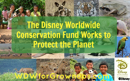 The Disney Conservation Fund works to conserve wildlife