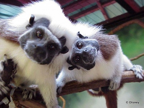 Curious Cotton Top Tamarin Monkeys