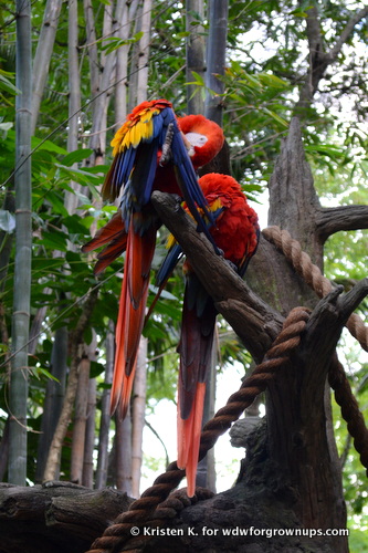 Vibrant Scarlett Macaws