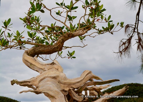 This Shari Style Bonsai Was My Favorite