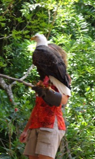 Bald Eagle in Flights of Wonder