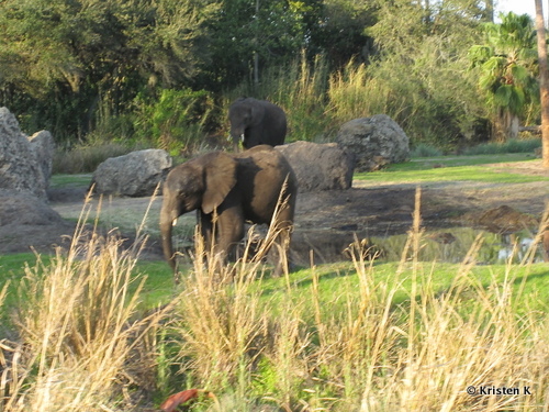 Elephant on Kilimanjaro Safari