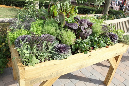 Beautiful Growing Table with Herbs, Fruits, and Vegetables (c) Sam Howzit