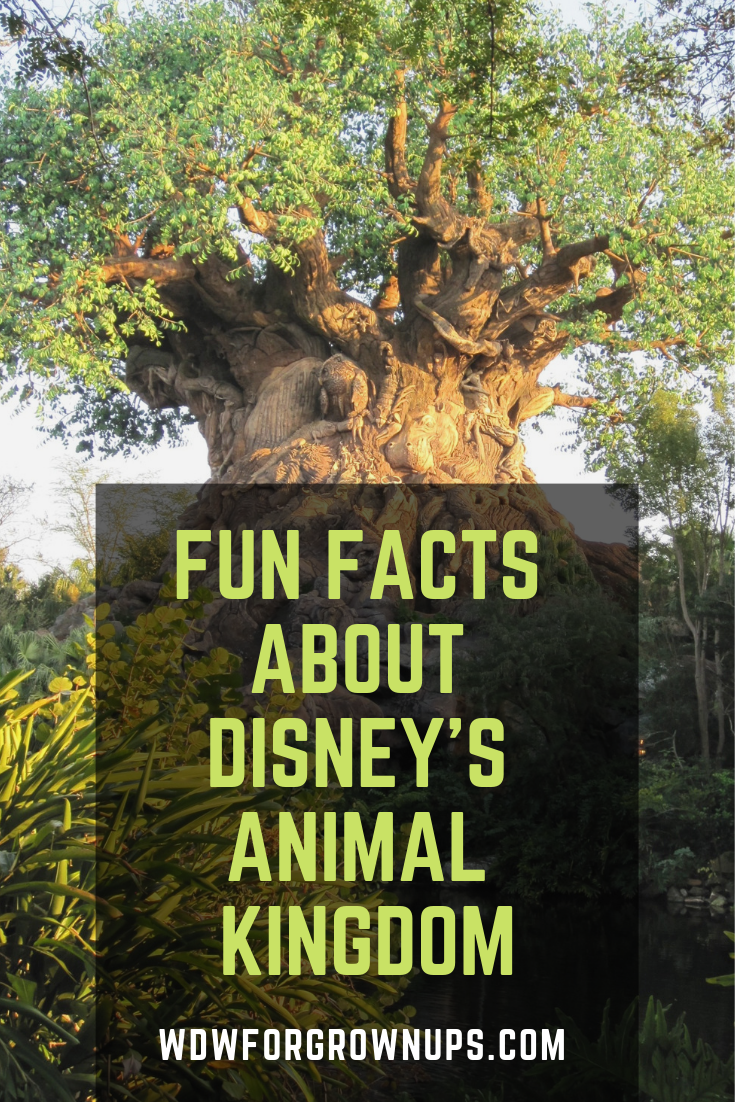 Fun Facts About Disney's Animal Kingdom