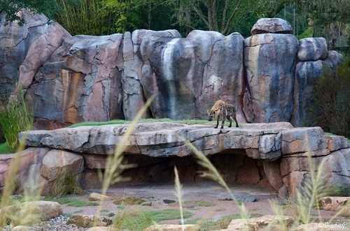 Hyenas on the Kilimanjaro Safaris savanna at Disney's Animal Kingdom