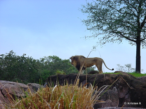 A Lion Poses On Pride Rock