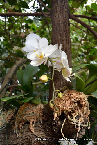 Phalaenopsis Are Great For Novice Orchid Lovers
