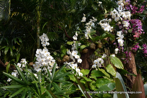 The Lush Tropical Environment Was Bursting With Blooms