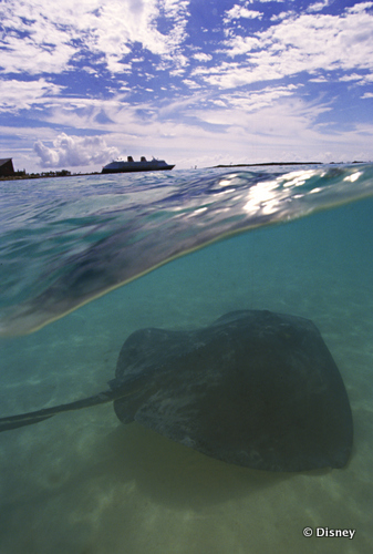 Southern Stingray Swims off of Castaway Cay