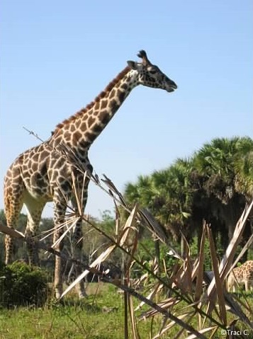 Giraffes are a fan-favorite on Kilimanjaro Safaris