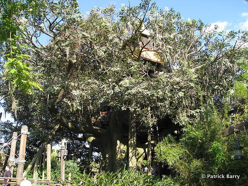 A Home in the Branches 6 Stories Up