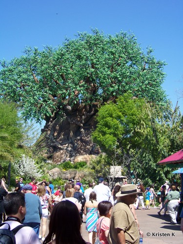 The Tree of Life