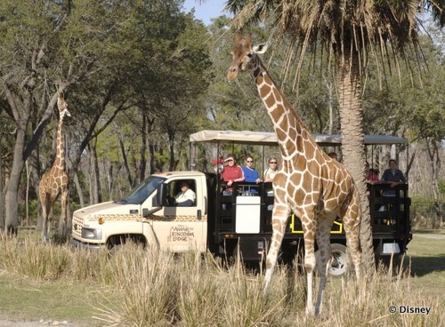 Animal Kingdom Lodge Guest Exclusive, Wanyama Safari