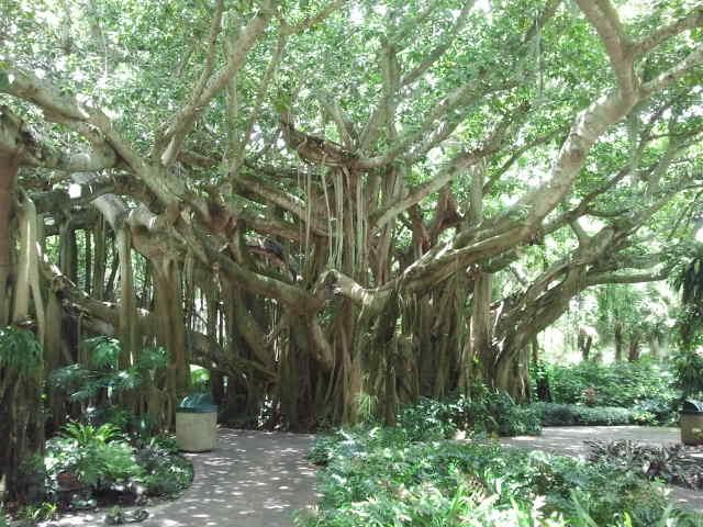 banyon tree