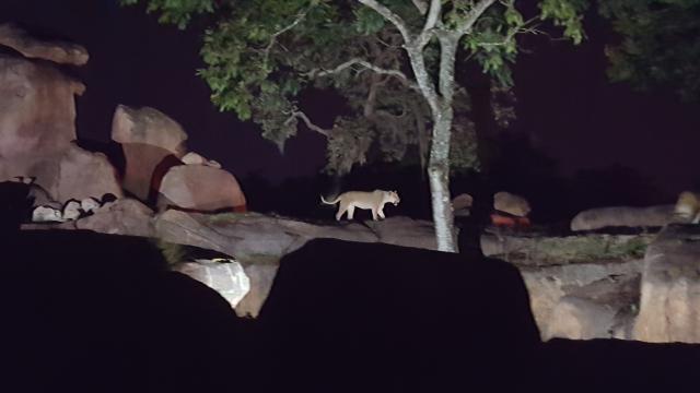 lions on night safari
