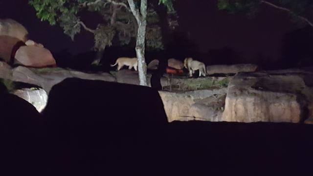 lions on night safari