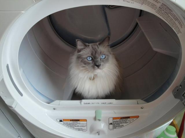 Staypuff. The reason I always check the dryer. 