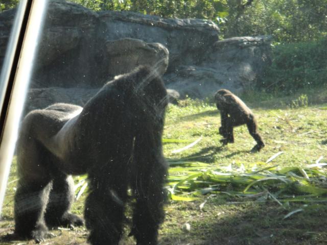 ak_baby_gorillas.jpg