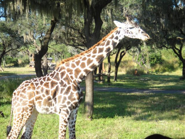 animal_kingdom_giraffes.jpg