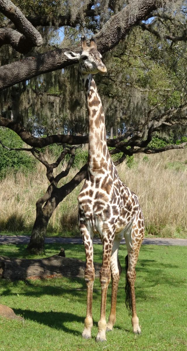 Giraffes Rock!