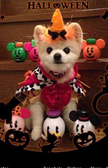 shunsuke_halloween.jpg