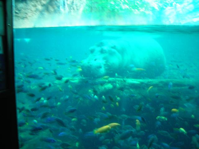 submerged_hippo.jpg