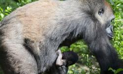 Disney's Animal Kingdom Welcomes New Baby Gorilla