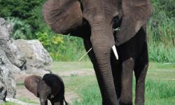 Animal Kingdom's Newest Elephant Joins Herd on Savanna