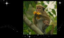 Disneynature’s ‘Monkey Kingdom’ Opens in Theaters on April 17, 2015